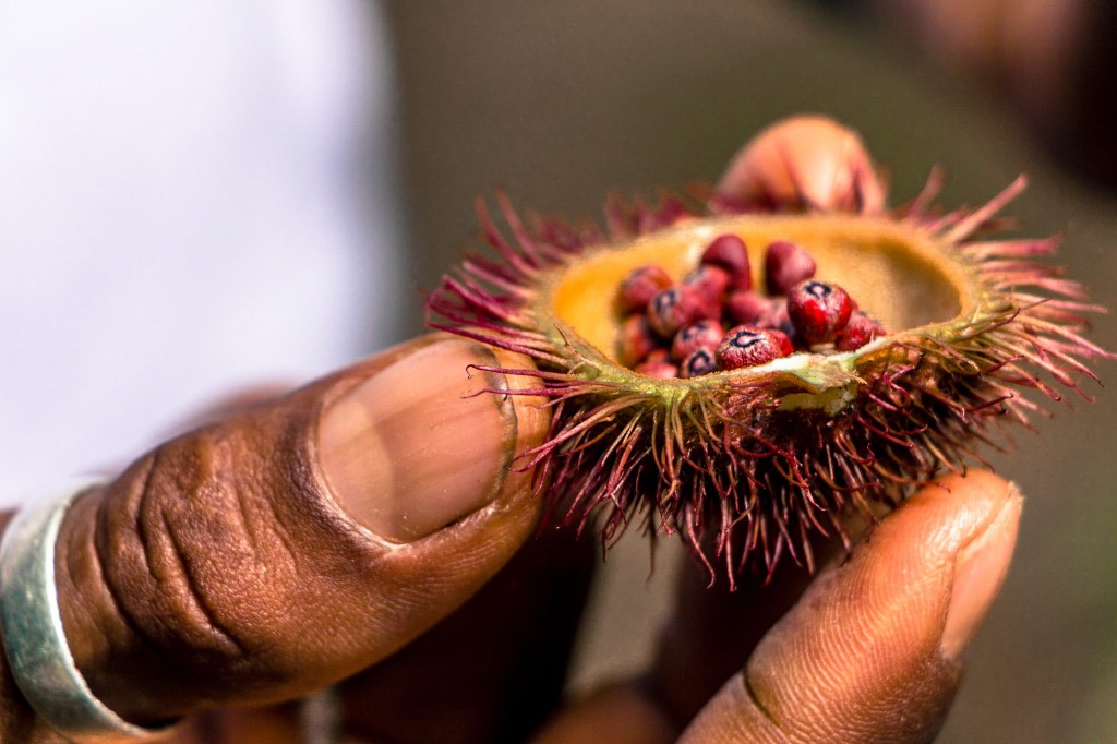 graines de l'achiote pour le maquillage indigène