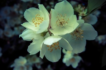 Ces favoris au délicat parfum de Jasmin