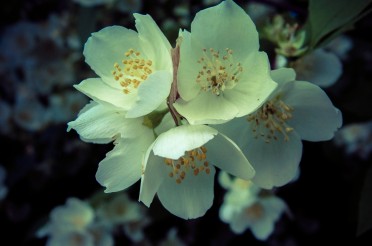 Ces favoris au délicat parfum de Jasmin